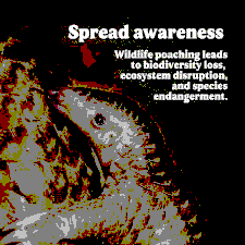 Wildlife Crime in the Tourism Sector: The Semporna Pangolin Incident and Its Regional Implications for Singapore