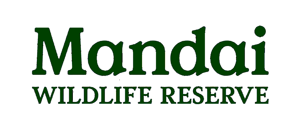 A Horse-picious Chinese New Year 2026 at Mandai Wildlife Reserve